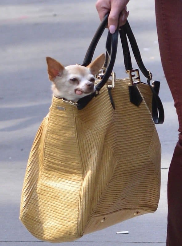 Katherine Heigl's Chihuahua peeks out adorably from her chic Fendi handbag