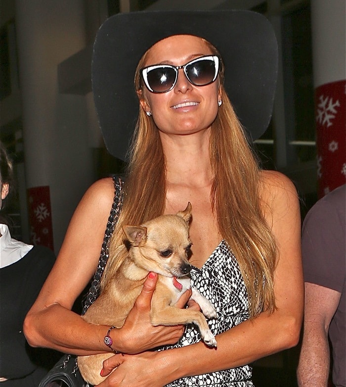 Paris Hilton carrying her Chihuahua, Peter Pan