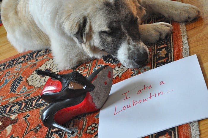 A mischievous pup caught red-pawed after chewing up a pair of Christian Louboutin heels—an expensive reminder that even red bottoms aren’t safe from curious dogs