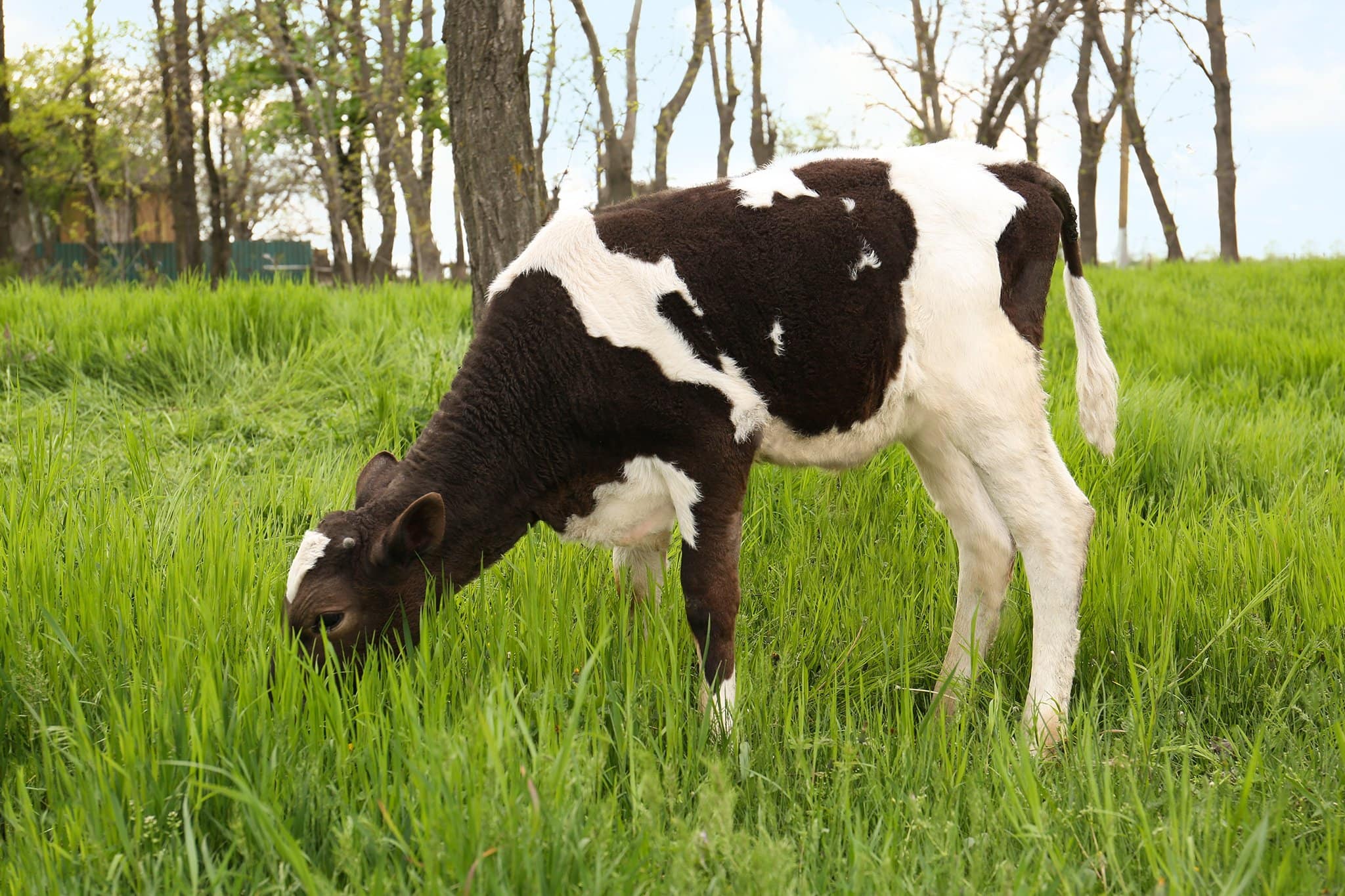 Calf hair shoes can be considered cruelty-free when the leather is sourced as a by-product of the meat industry, minimizing waste and environmental impact