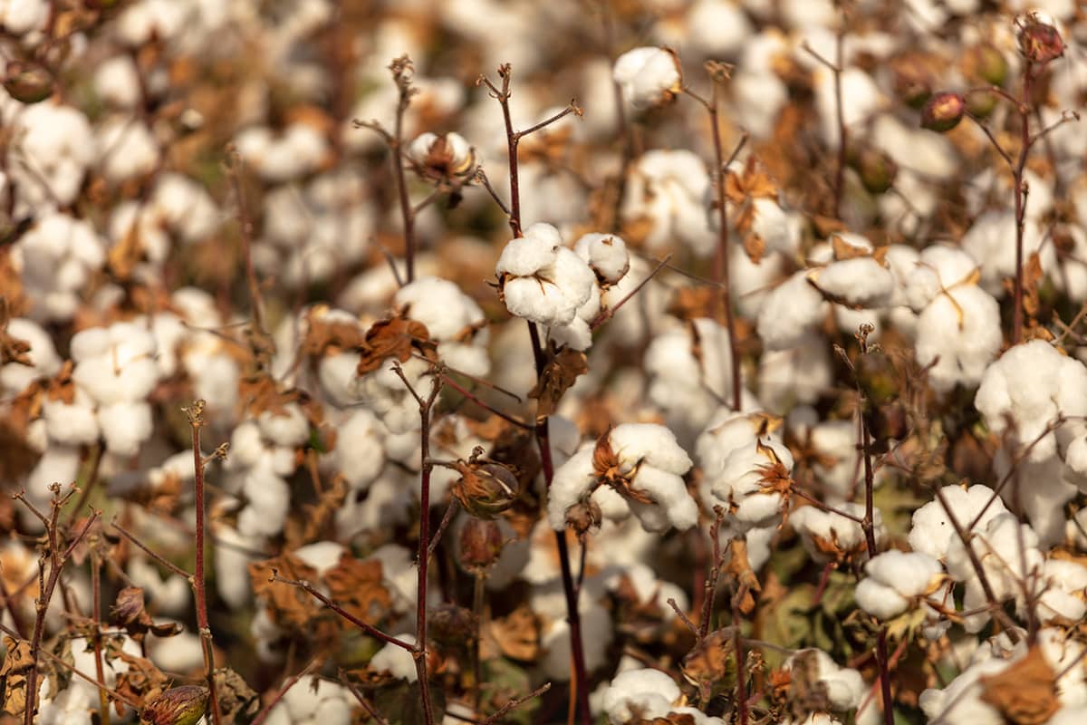 Fila uses Xinjiang cotton, which is produced by forced labor